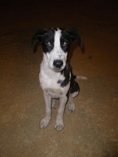 MAYA,CACHORRA GUAPÍSIMA EN LA CALLE HUELVA. MUY URGENTE!!