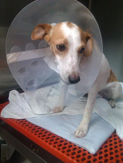 DORIS, PERRITA MUY BUENA NECESITA ADOPCIÓN URGENTE. CHICLANA (CADIZ).