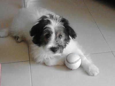 Cachorrito busca casa de acogida o adopción, en breve lo llevan a la perrera. (Sevilla)