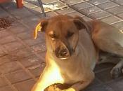 Ayuda, cachorron abandonado, atropellar. urgente!!