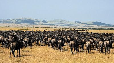 MOLIDOCUMENTALES: LOS ÑUS.