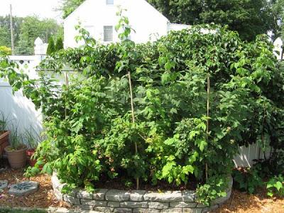 Cómo crecen las frambuesas