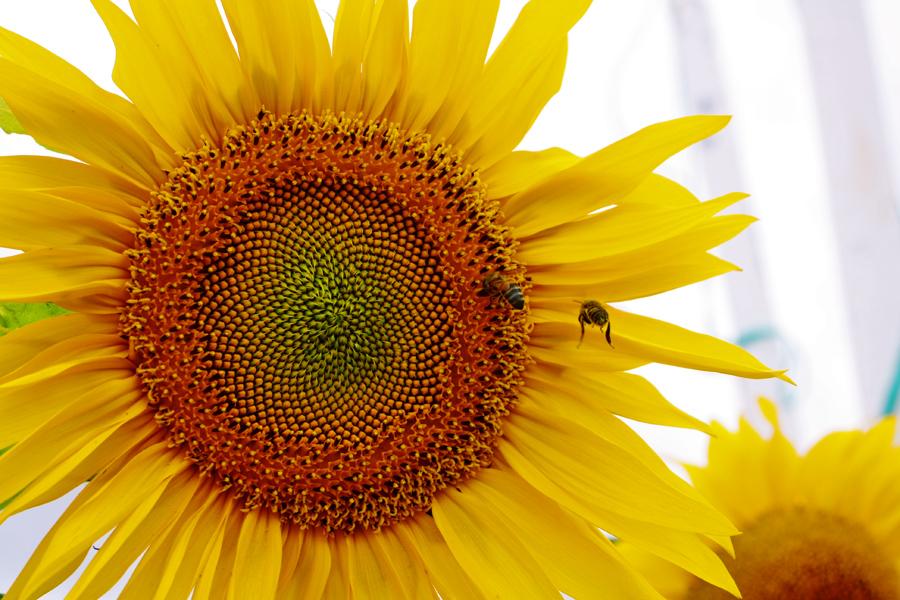 Abejas absortas por el paraíso