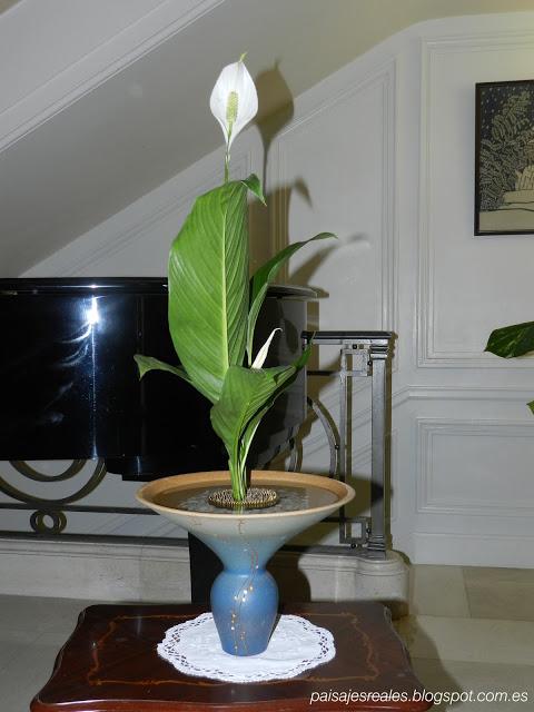 Ikebana de Ikenobo. Sencillez, Belleza, Grandeza.