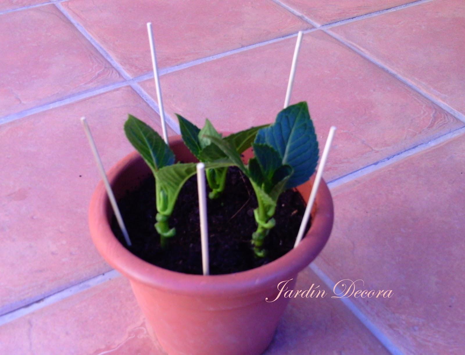 Esquejes de Hortensias paso a paso