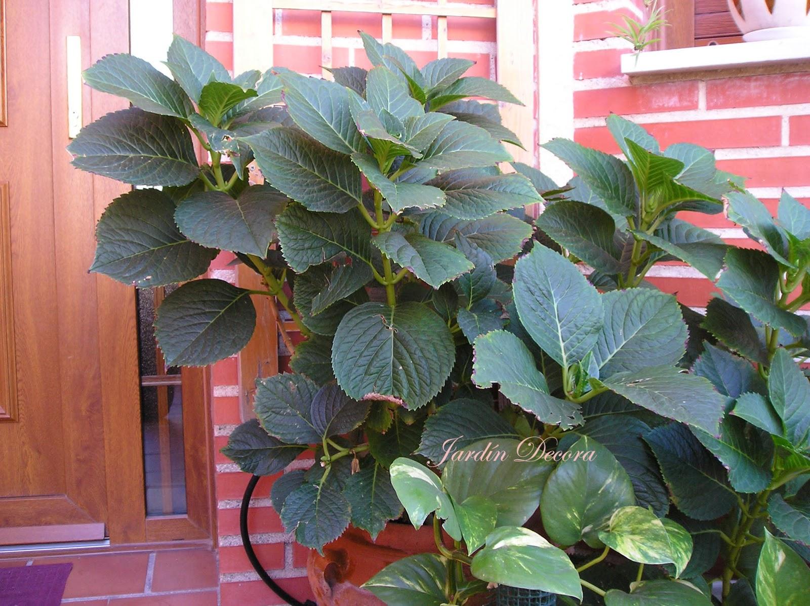 Esquejes de Hortensias paso a paso