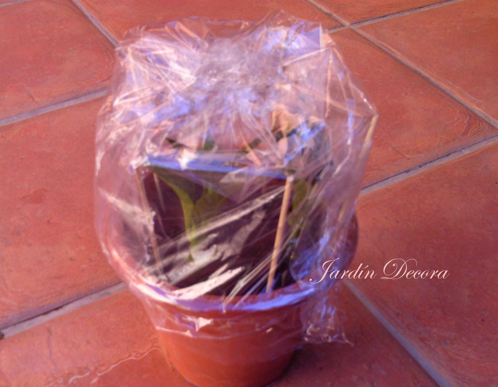 Esquejes de Hortensias paso a paso