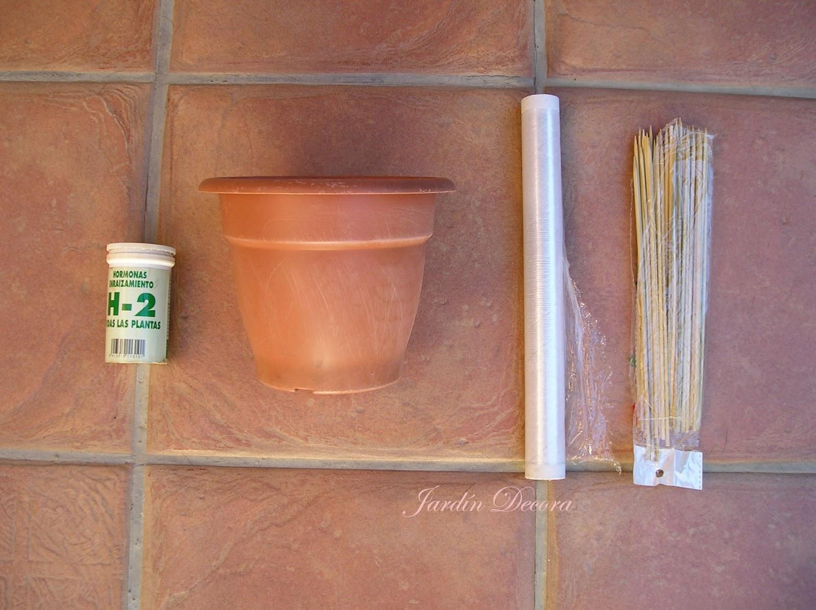 Esquejes de Hortensias paso a paso