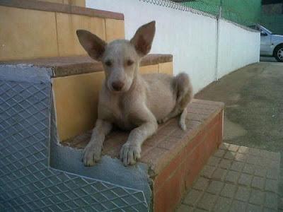 NANA - CACHORRITA INCREÍBLE, UN CIELO. NOS QUEDAN 15 DIAS SOS‏
