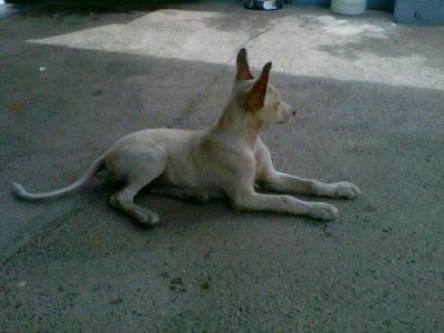 NANA - CACHORRITA INCREÍBLE, UN CIELO. NOS QUEDAN 15 DIAS SOS‏