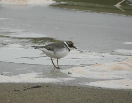 Chorlitejos y lavanderas