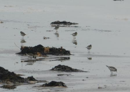 Chorlitejos y lavanderas