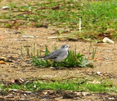 Chorlitejos y lavanderas