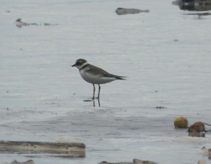 Chorlitejos y lavanderas