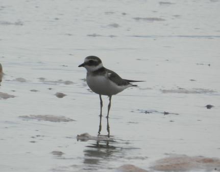 Chorlitejos y lavanderas