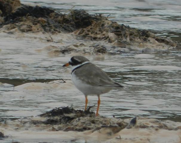 Chorlitejos y lavanderas