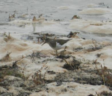 Chorlitejos y lavanderas