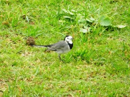 Chorlitejos y lavanderas