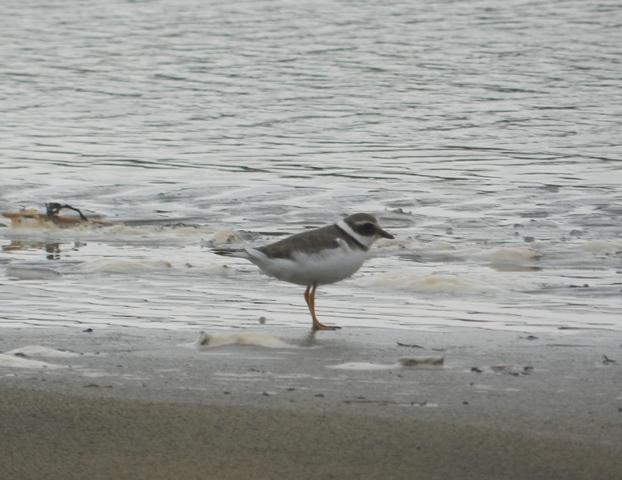 Chorlitejos y lavanderas