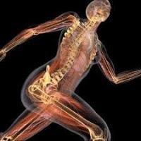Apuntes de Anatomía del craneo, huesos, musculos y articulaciones