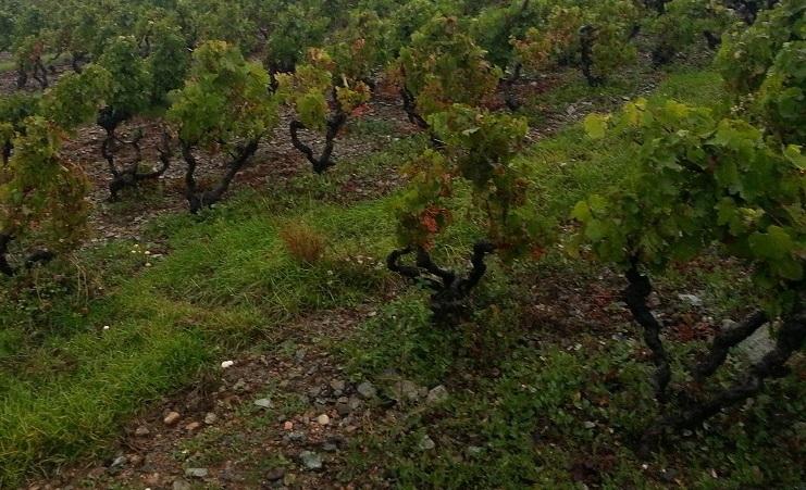 La Mineralidad en los vinos, es mejor no saber de donde proviene