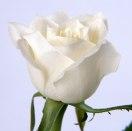 El lenguaje de las flores - Vanessa Diffenbaugh