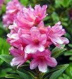 El lenguaje de las flores - Vanessa Diffenbaugh