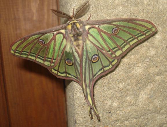 La Mariposa Isabelina