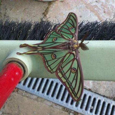 La Mariposa Isabelina