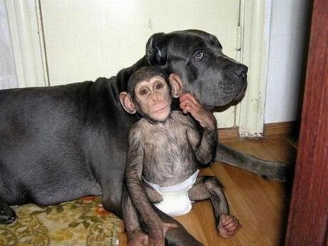chimpace-perros-04 Adorable historia del Chimpancé adoptado por una perra en un zoológico de Rusía