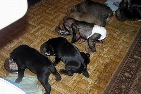 chimpace-perros-02 Adorable historia del Chimpancé adoptado por una perra en un zoológico de Rusía