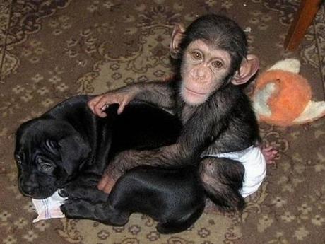 chimpace-perros-05 Adorable historia del Chimpancé adoptado por una perra en un zoológico de Rusía