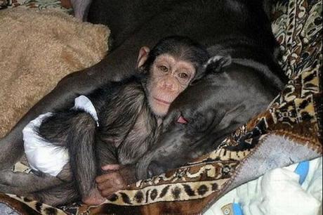 chimpace-perros-01 Adorable historia del Chimpancé adoptado por una perra en un zoológico de Rusía