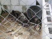 Varapalo judicial cazador dejó morir hambre perros