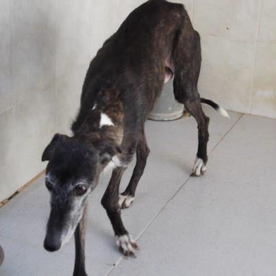 Foto: GALGUITA ABUELA CON PATA DEFORME UN ENCANTADOR SCHAUZER MACHO QUE BUSCA UNA OPORTUNIDAD SI ESTAS INTERESADO EN ADOPTAR CONTACTA CON maribeljerezsos2@gmail.com 605637101 Maribel de 9 a 5 tarde. TAMBIEN PUEDES COLABORAR CON NOSOTROS CON UN DONATIVO EN LA CUENTA DEL BANCO DE SANTANDER 0049/ 4975/42/2596179602, titular ADOPTALO. IBAN ES22 0049 4975 4225 9617 9602 BIC BSCHESMM AYUDANOS, AYUDALES!!!!!!! Estas fotografias son colgadas c onforme nos llegan los correos, a veces hay cuarenta y sesenta perros en un día, somos voluntarias y no siempre podemos mantener actualizados lo albumes de Gesser, Maribel dispone de información al momento, rogamos que se tenga en cuenta. En este enlace puedes encontrar información actualizada de todos lo perros, los que estan adoptados, fallecidos, etc https://picasaweb.google.com/103349667301359879038