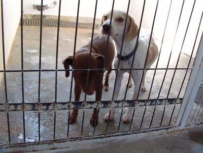 DOS PERRITAS PEQUEÑITAS INVISIBLES EN LA PERRERA DE VALENCIA SUR. URGENTE!!