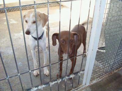 DOS PERRITAS PEQUEÑITAS INVISIBLES EN LA PERRERA DE VALENCIA SUR. URGENTE!!