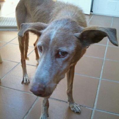 Foto: Urgente podenca de 11 años rescatada de la autovía!!!me acaban de dar el aviso unos amigos que han recogido a esta podenca de la autovía,necesita acogida urgente!!la tienen en un garaje pq su perra se le tira,la han llevado al veterinario pq tiene un bulto en la boca y en la pata,la pobre le cuesta mucho comer debido al bulto,le han hecho analítica y no tiene leismania,pero necesita UNA casa donde poder recuperarse,dice que es muy buena y tranquila sólo quiere dormir y no tiene problemas con otros perros,se encuentra en Murcia pero se envía con contrato de adopción.contacto:maisatinto@hotmail.com