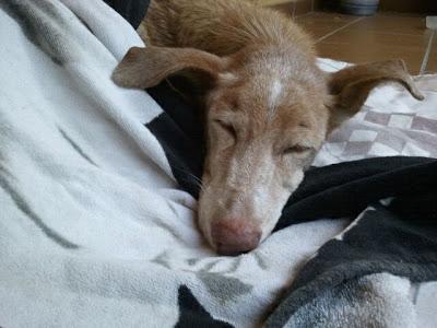 PODENCA DE 11 AÑOS EN MEDIO DE LA AUTOVÍA!! (MURCIA)