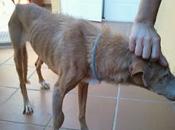 Podenca años medio autovía!! (murcia)