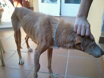 PODENCA DE 11 AÑOS EN MEDIO DE LA AUTOVÍA!! (MURCIA)