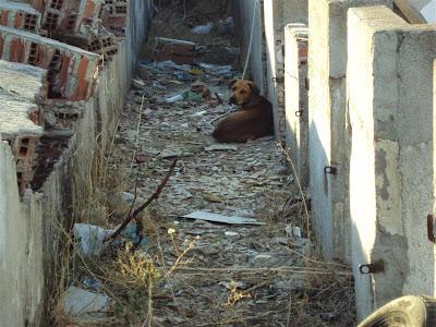 Lleva un año malviviendo entre escombros, cristales rotos, basura pero nadie le ayuda. (Madrid)