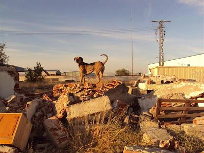 Lleva un año malviviendo entre escombros, cristales rotos, basura pero nadie le ayuda. (Madrid)