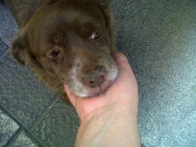 COCO, ACOGIDA O ADOPCIÓN URGENTE PARA ESTE ABUELITO, ANTES DE QUE ENTRE MÁS EL FRÍO...