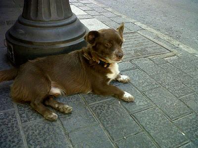 COCO, ACOGIDA O ADOPCIÓN URGENTE PARA ESTE ABUELITO, ANTES DE QUE ENTRE MÁS EL FRÍO...