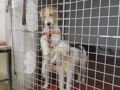 BONNIE Y CLIDE HERMANOS FOXTERRIER ABANDONADOS, AYUDA!! (ALICANTE)