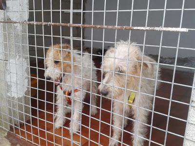 BONNIE Y CLIDE HERMANOS FOXTERRIER ABANDONADOS, AYUDA!! (ALICANTE)