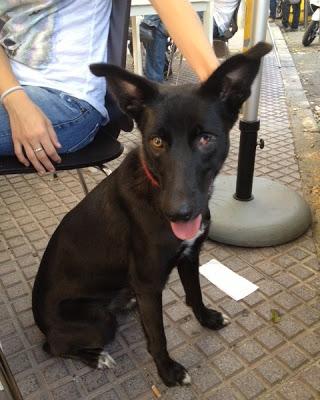 Blanca, preciosa cachorrona abandonada por nacer con un defecto en su ojito.
