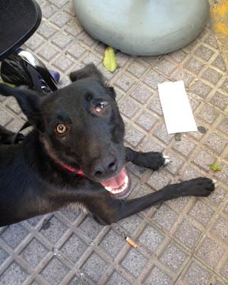 Blanca, preciosa cachorrona abandonada por nacer con un defecto en su ojito.