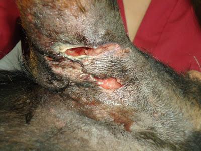 Perrita rottweiller arrastrándose en una carretera.‏